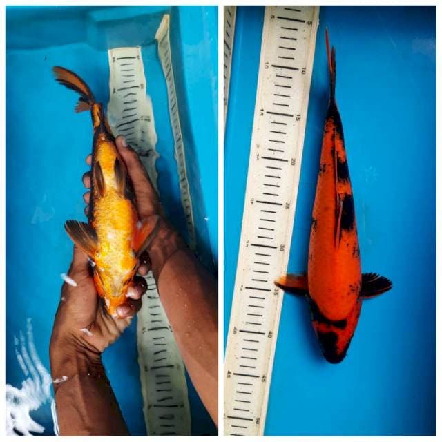 Hiu 33cm M