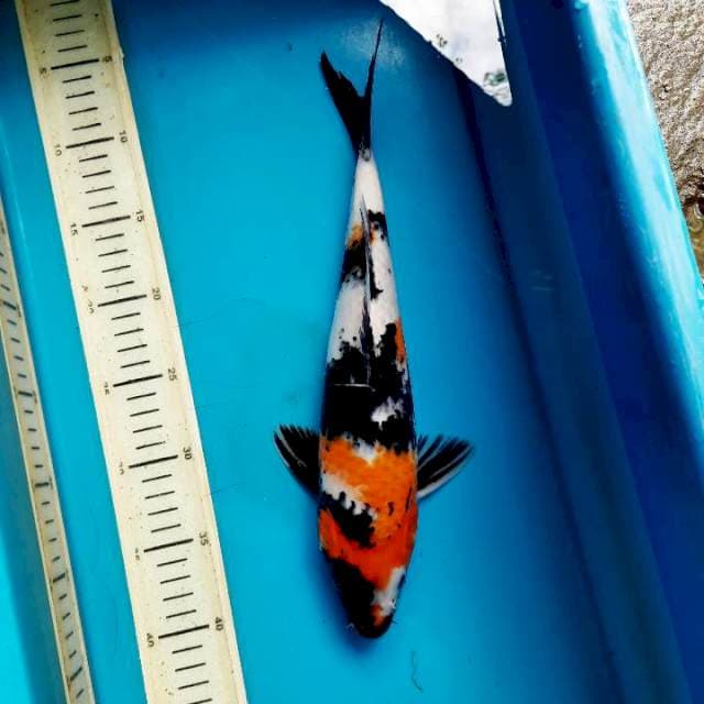 Showa 34cm M
