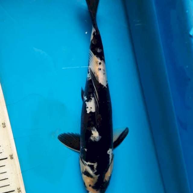 Shiro doitsu 31cm M