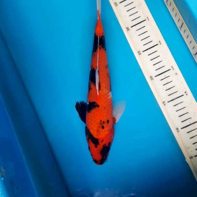 Hi showa 31cm M