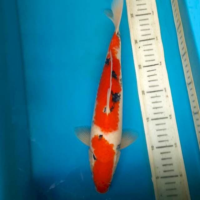 Taiso sanshoku 33cm M