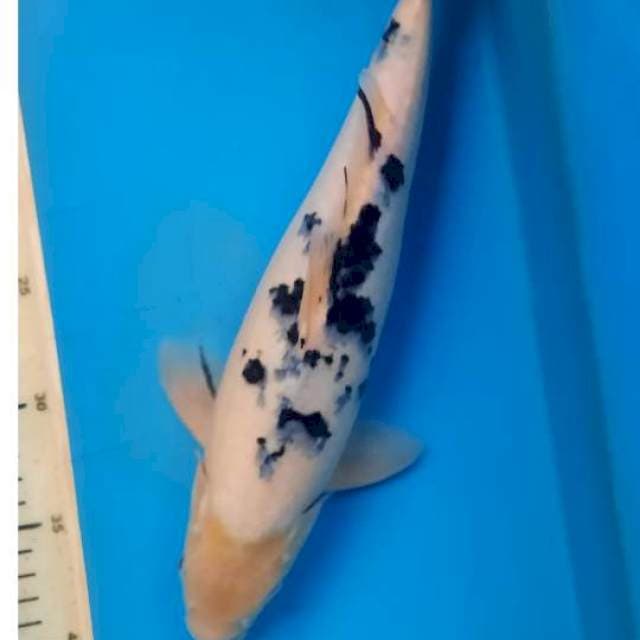 Bekko 35cm 