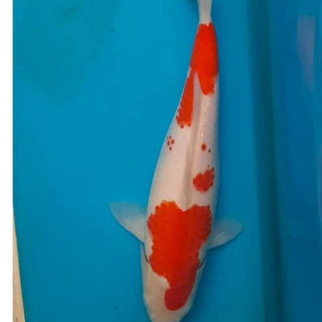 Kohaku 32cm
