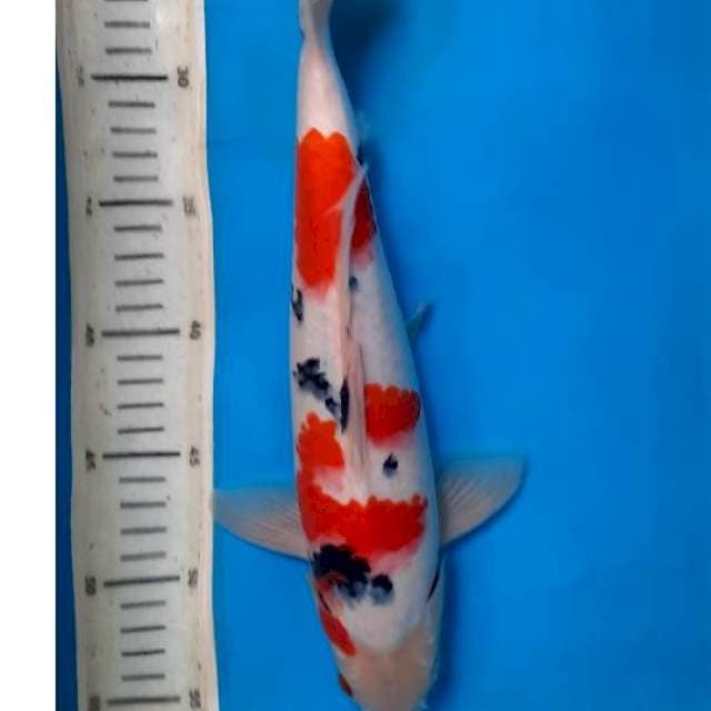 Sanke 34cm