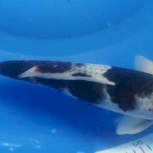 Bodo goromo 37cm JANTAN ORI