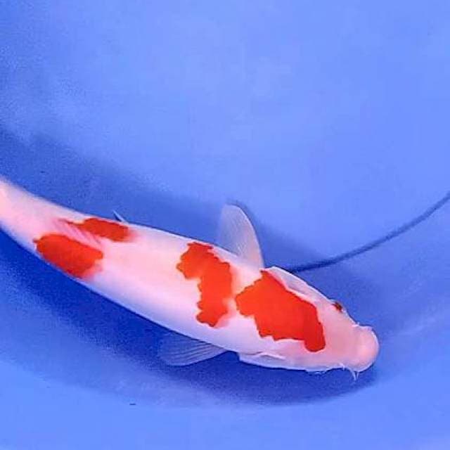 Sandan kohaku 30 bu
