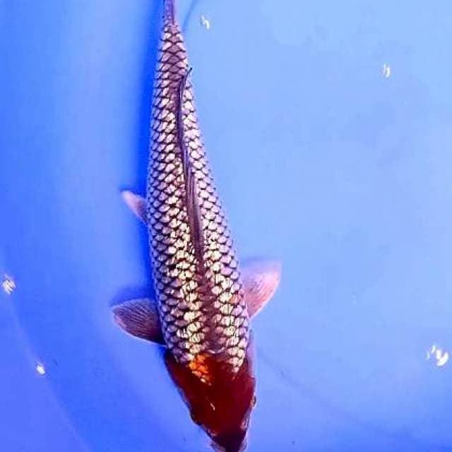 Tc ochiba ginrin 30 cm