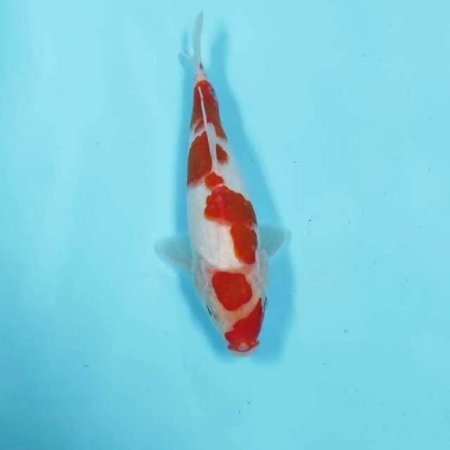 MARUTEN