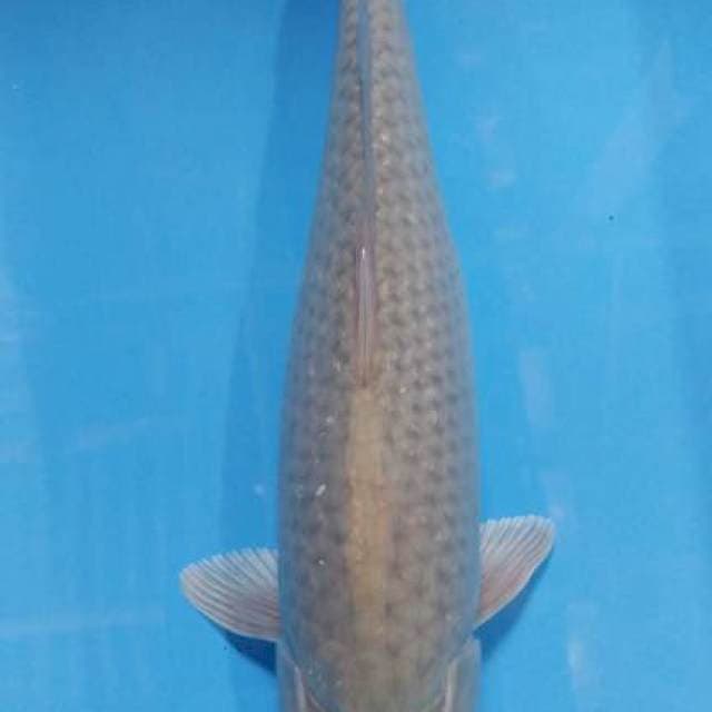 Soragoi 35 cm