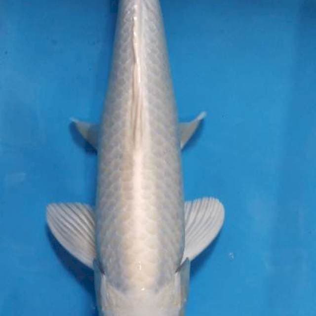 Male 39cm