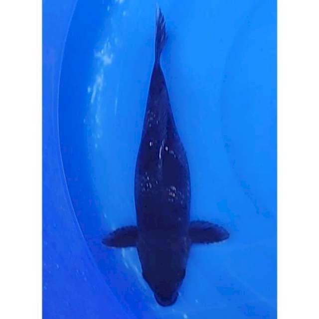 Black Diamond Koi - Antique - Rare Collection 32cm (F)