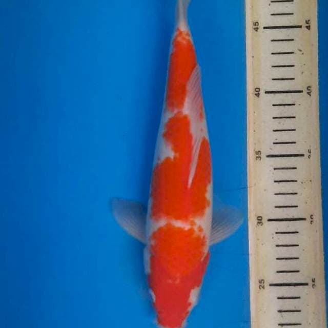 Kohaku 28cm