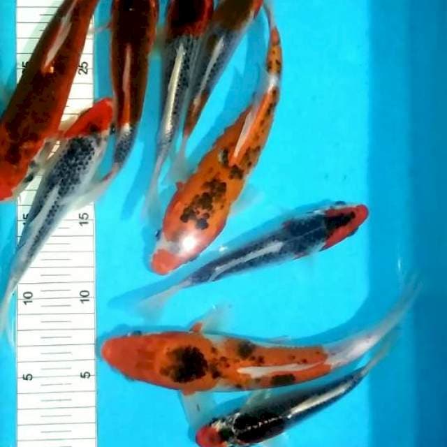 9 ekor 16-23cm