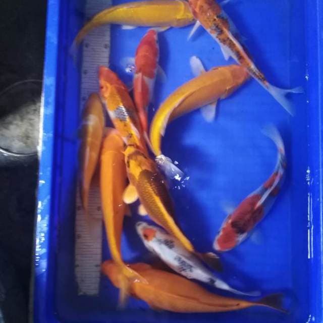 Paket 11 ekor