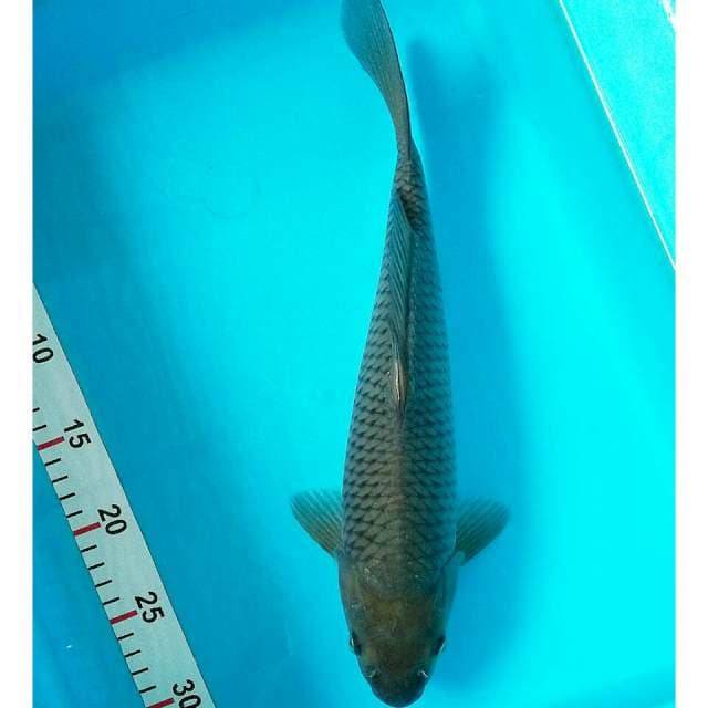 Soragoi male/jantan