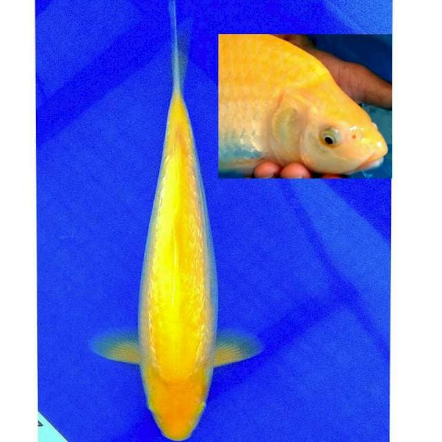 Male,ginrin,berpunuk