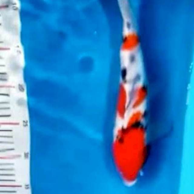 Dainichi Sanke