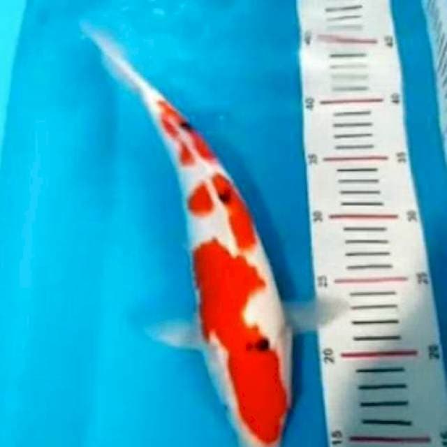 Dainichi Sanke