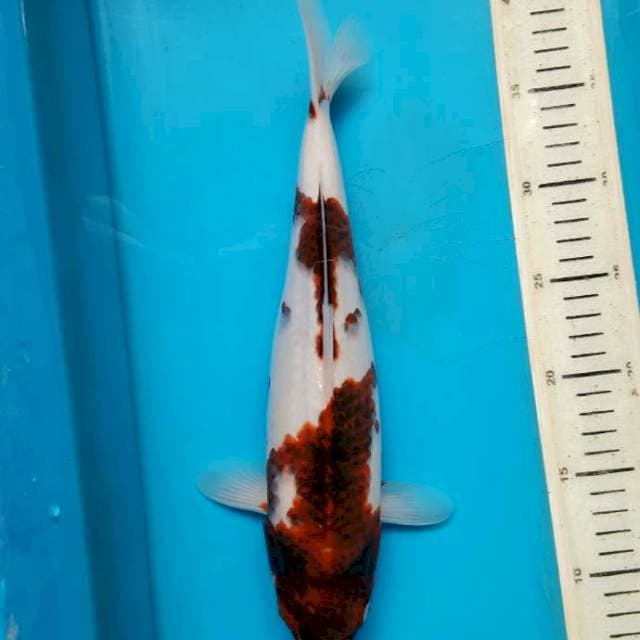 Goromo 32cm Female