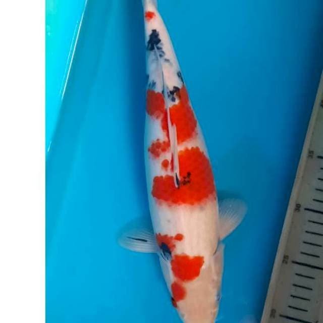Kohaku sanke 36cm