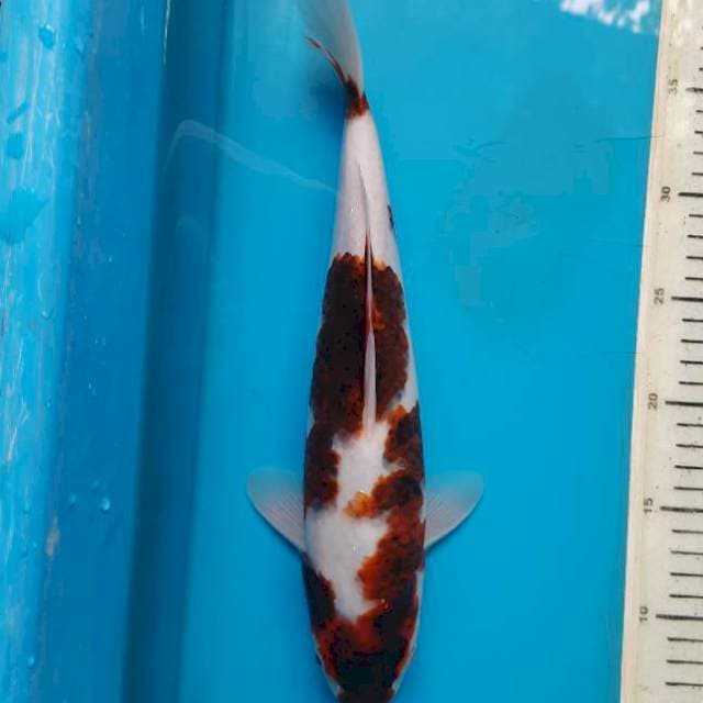 Goromo 33cm Female