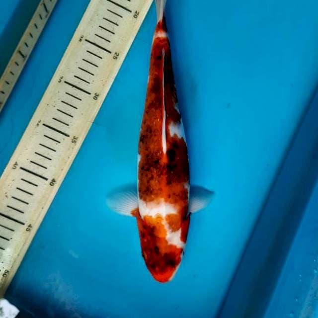 Goromo 32cm Female