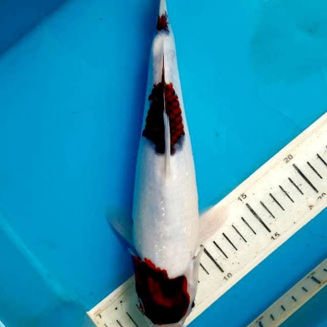 Goromo salju 29cm Female