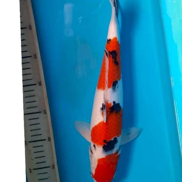 Kohaku sanke 36cm 
