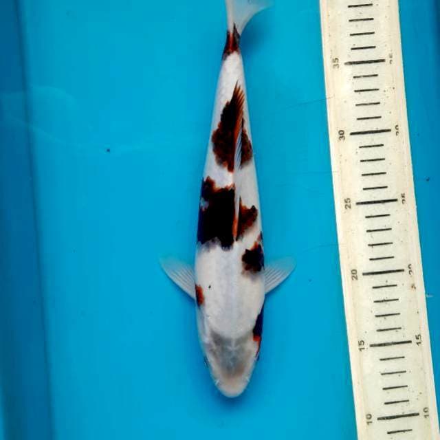 Super jet goromo 28cm Male