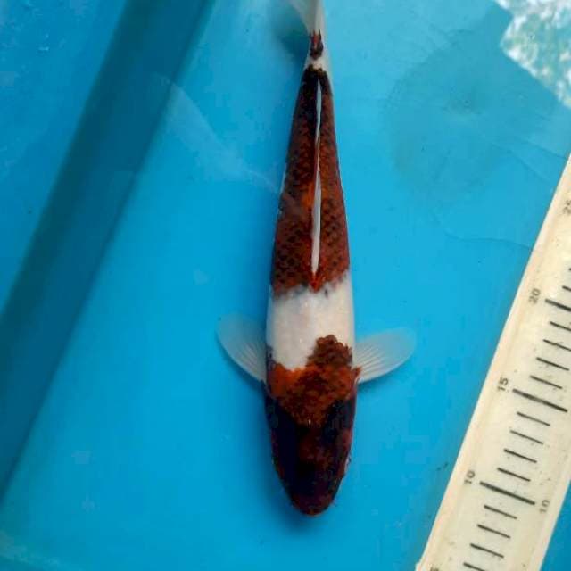 Nidan goromo 28cm Male