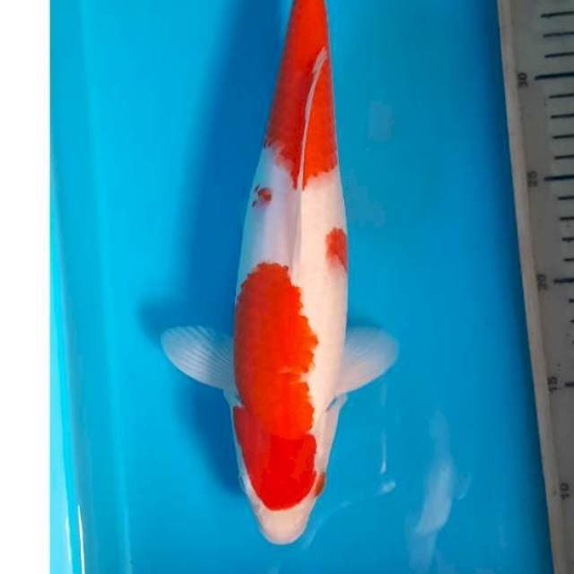 Kohaku 31cm