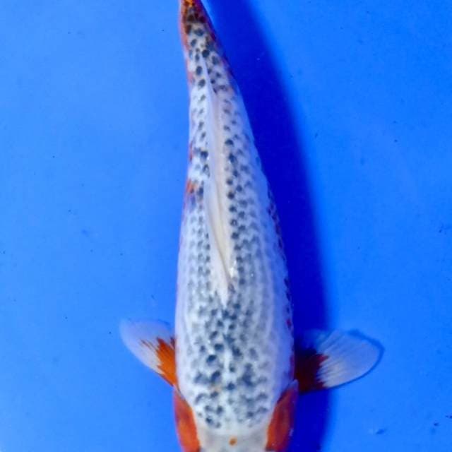 Asagi 30 Bu