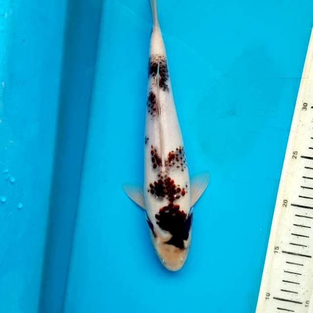 Kanoko goromo 29cm Male