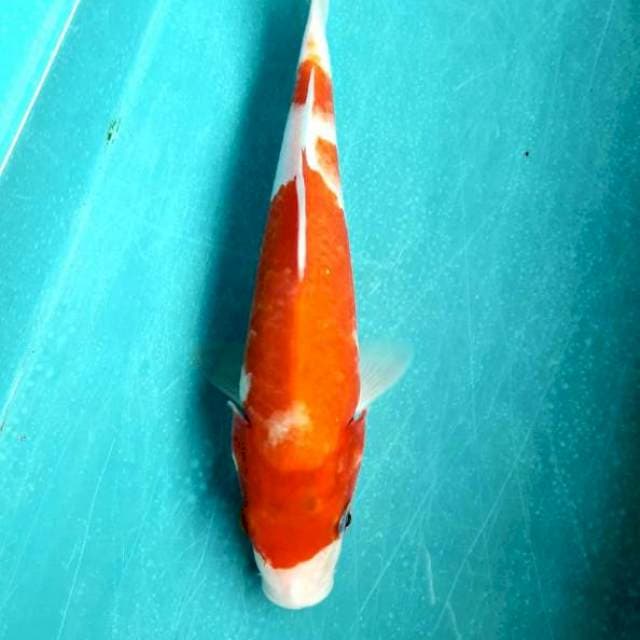 Kohaku