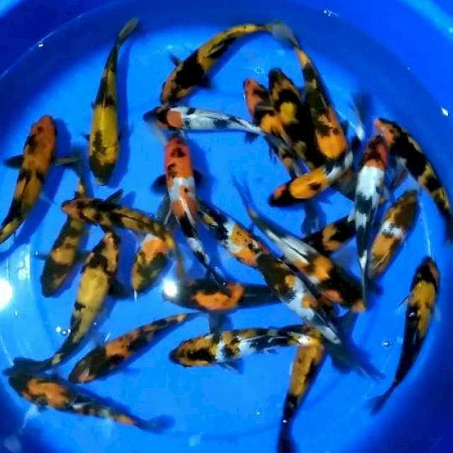 Mix 15-19cm 26 ekor