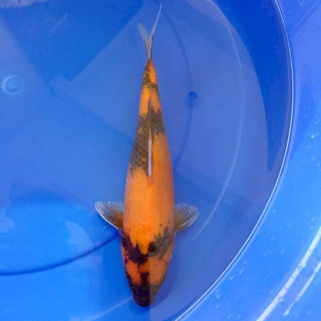 Showa 32 cm
