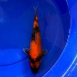 Showa 32 cm