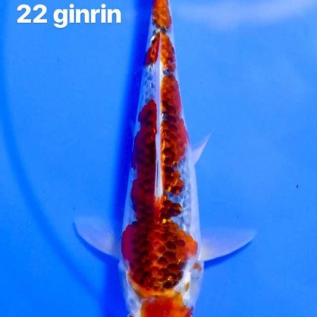 Goshiki ginrin 22 cm