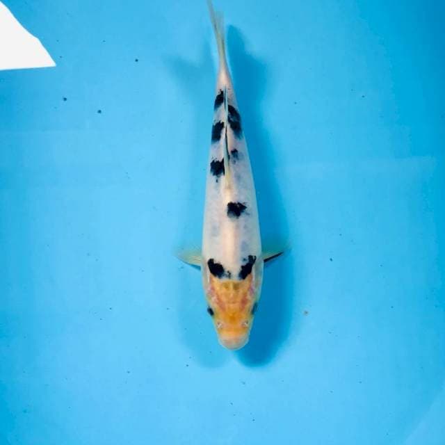 Bekko, 22 cm