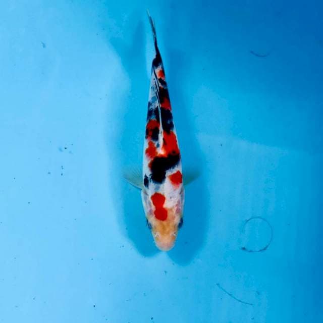 Sanke, 16 cm