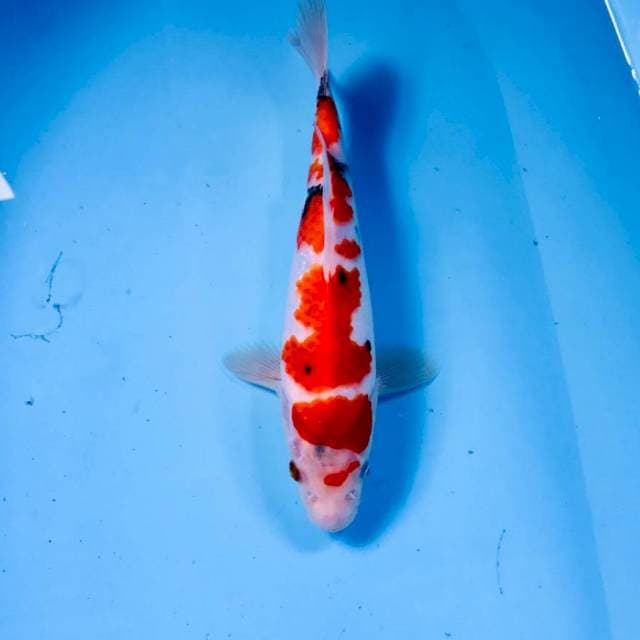 Sanke, 25 cm