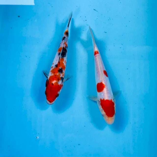 Paket mix, 18 cm