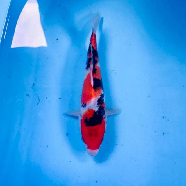 Sanke, 25 cm