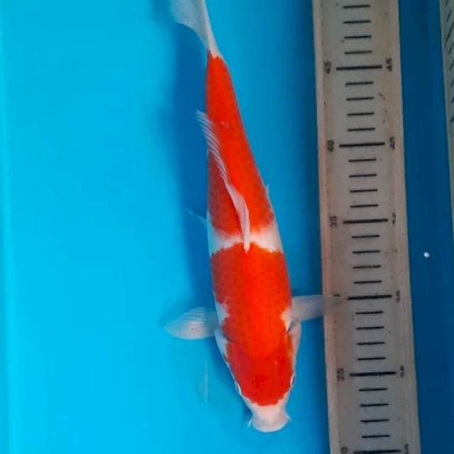 Kohaku 28cm 