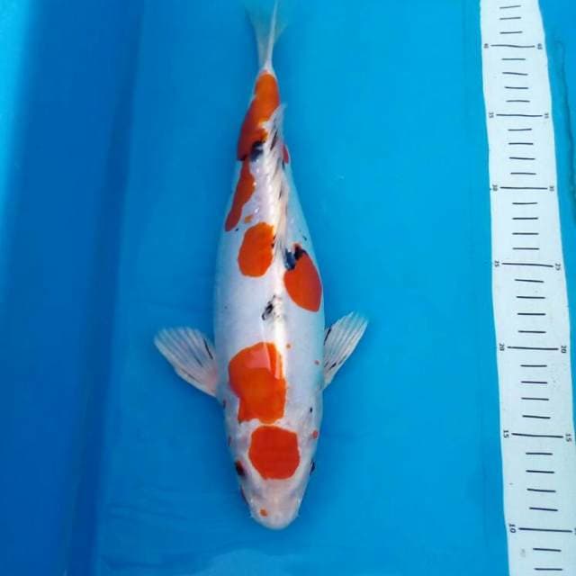 Maruten original hikarimoyo
