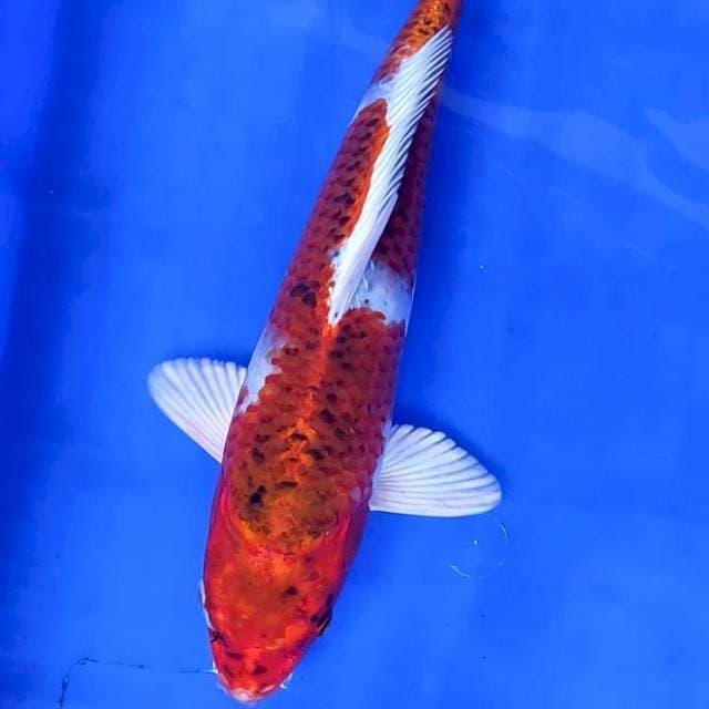 KUJAKU # 34CM MALE