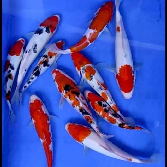 10 EKOR KOHAKU SANKE # 17-23CM