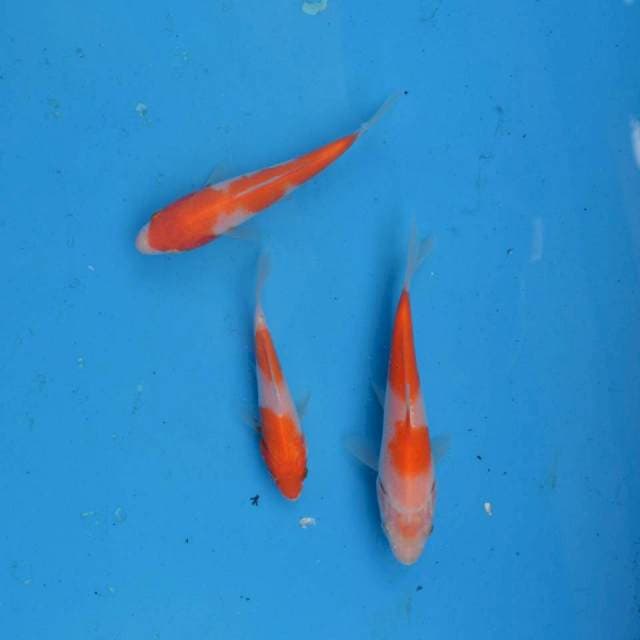 Mix Kohaku F1