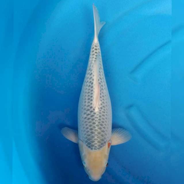 Jumbo Female Asagi F1