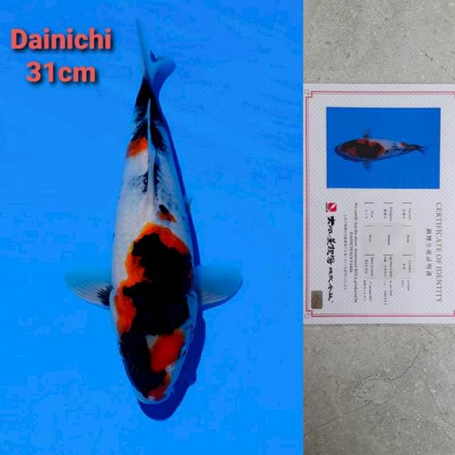 Dainichi showa 31cm certi hologram NEW!